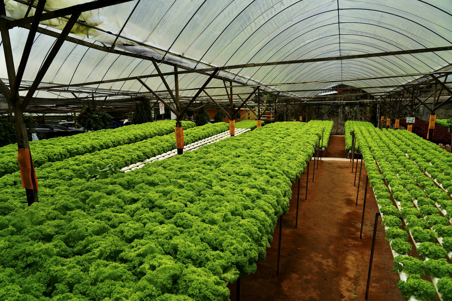水耕栽培のハウスに整然と並ぶ葉物野菜